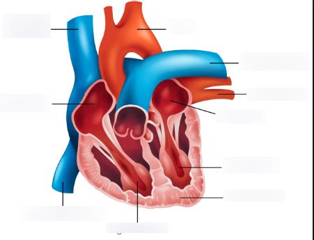 The Cardiovascular System Diagram Quizlet