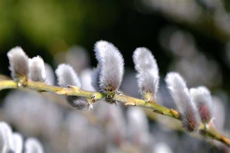 Willow Catkin Flowers Free Photo On Pixabay Pixabay