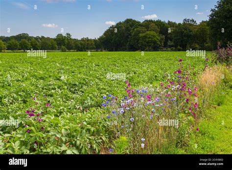 Agricultura inclusiva con la naturaleza fotografías e imágenes de alta