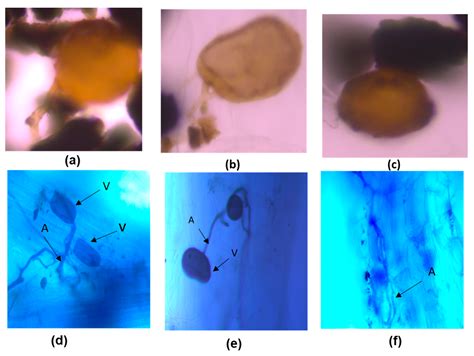 Agronomy Free Full Text Effects Of Soil Applied Fungicides On