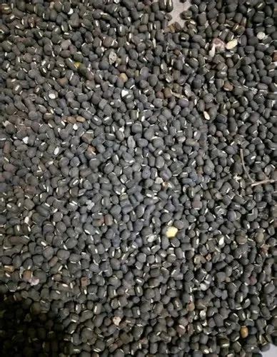 Black Kali Urad Seed Maharashtra High In Protein At Rs Kg In Solapur