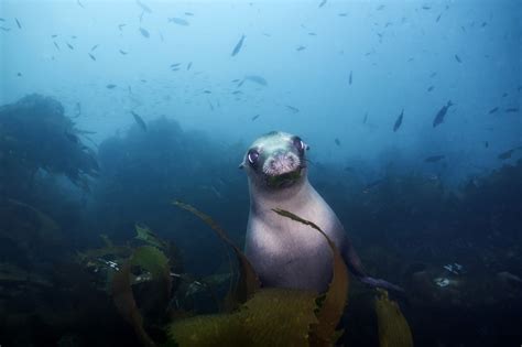 Sea Wonder: California Sea Lion | National Marine Sanctuary Foundation