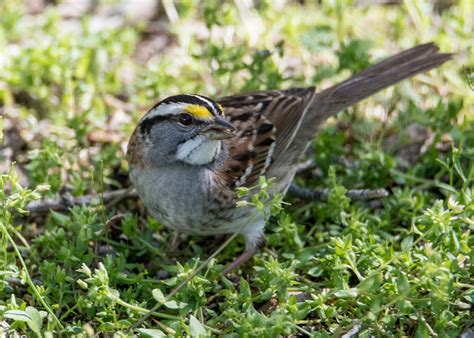 Black River Audubon Meadow Preserve — Black River Audubon Society