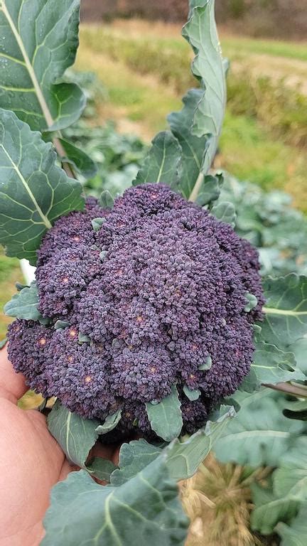 Purple Sprouting Broccoli Bibb Forest Farm Regenerative Organically Grown Vegetables Raw