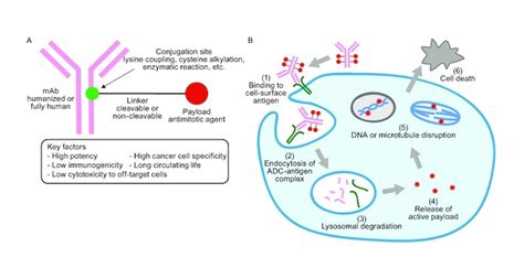 辣根过氧化物酶hrp催化adc抗体偶联物 西安齐岳生物 Udp糖丨mof丨金属有机框架丨聚集诱导发光丨荧光标记推荐西安齐岳生物