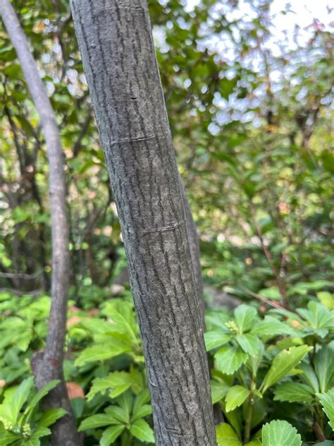 Is this a Serviceberry tree? If so, any idea what kind? : r ...