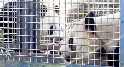 Get a room! Tokyo zoo’s bashful pandas try for a baby