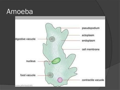 Ppt Life Processes Amoeba Powerpoint Presentation Id1933234