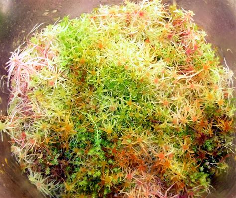 Live Sphagnum Moss Carnivorous Plant Society Of Canada