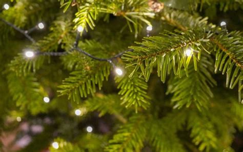 How To Buy A Real Christmas Tree In London London Local News