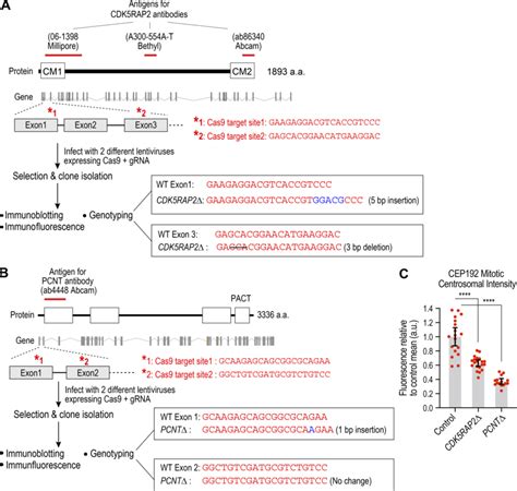 Pcnt And Cdk5rap2 Knockout Cell Line Generation Scheme Genotyping And