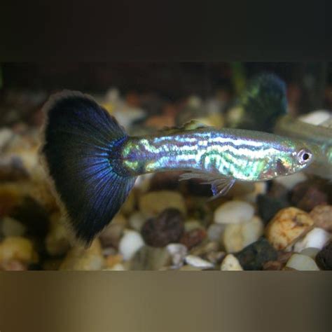 Blue Cobra Guppies for sale – AquariumFish.com