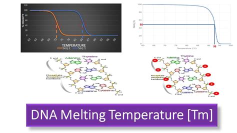 Dna Melting Temperature [tm] Factors Affecting Dna Melting Temperature Youtube