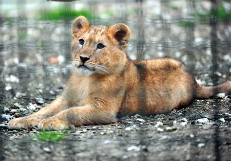 Pair Of Lion Cubs Make Debut In Zoo In Türkiyes Bursa Daily Sabah