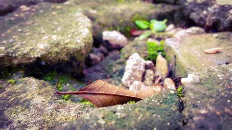 Images Gratuites La Nature Herbe Feuille Fleur Faune Vert L