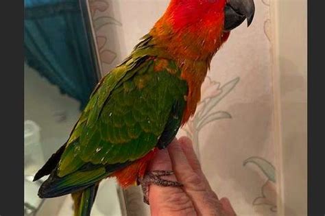 Crimson Bellied Conure