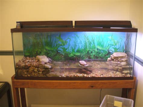 55 Gallon Tank Setup - Din Aquarium Fish