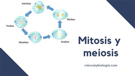 Mitosis y meiosis todo lo que necesitas saber sobre la división celular