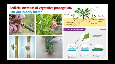 S 4 BIOLOGY ARTIFICIAL METHODS OF VEGETATIVE PROPAGATION YouTube