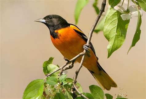 Orchard Oriole Vs Baltimore Oriole Top 6 Differences Bird Guidance