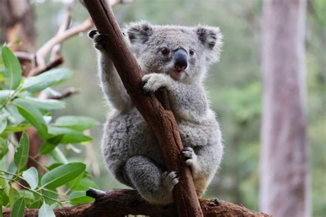 Koala genome data released in campaign to protect the vulnerable ...