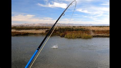 Striper Fly Fishing California Delta Free Form Fly Fisher Youtube