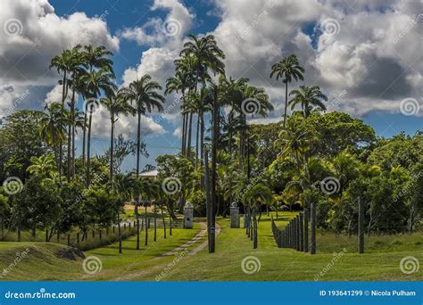 Tall And Majestic Royal Palm Trees Tower Above Other Palms In Barbados