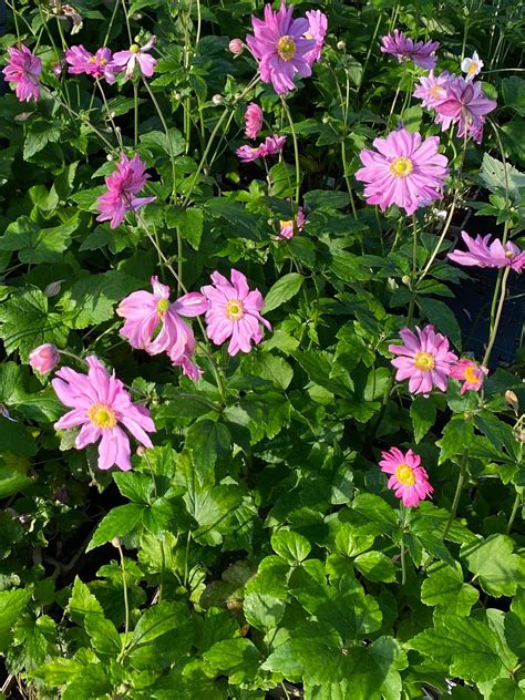 Anemone Var Japonica Pamina The Beth Chatto Gardens