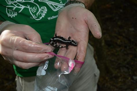 Virginia Zoo conducts local research project on salamanders - Virginia Zoo