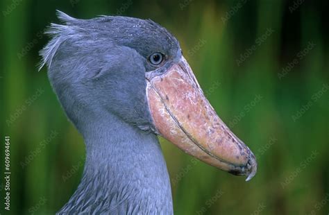 Bec En Sabot Du Nil Balaeniceps Rex Shoebill Afrique Stock Foto