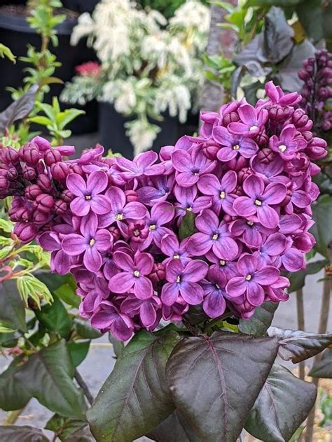 Photo Of The Bloom Of Lilac Syringa Old Glory Posted By Joy