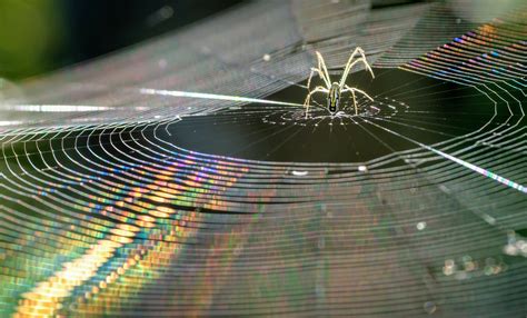 How Is Silk Made Spiders At Jai Bolden Blog