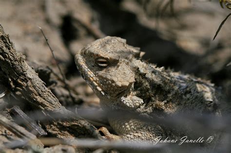 Johane Janelle Greater Short Horned Lizards