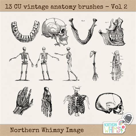 Anatomy Clip Art Set 13 PNG Images Plus Photoshop ABR - Etsy