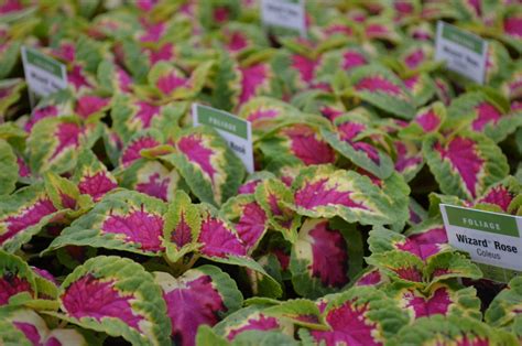 606 Coleus Wizard Rose Quality Greenhouses And Perennial Farm Inc