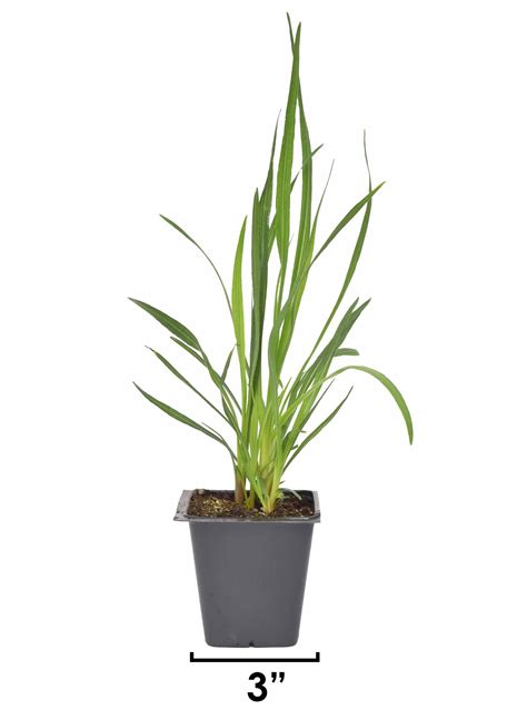 Prairie Onion (Allium stellatum) 12-pack of plugs — Blazing Star Gardens