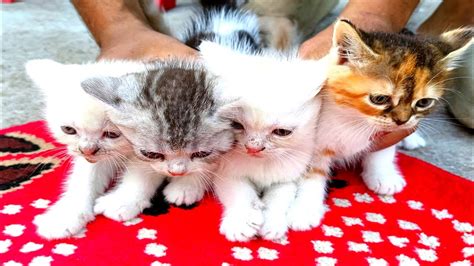 Persian Cat Price In BD Persian Kitten For Sale Cat For Sale