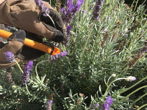 How To Prune Lavender - The Secret To Beautiful Blooms Every Year