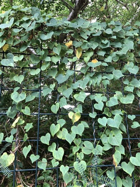 Heart Shaped Vine In Noum A Walter Reeves The Georgia Gardener