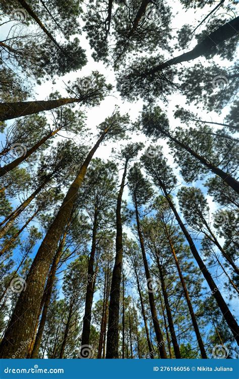 Tallest Pine Trees Stock Photo 276166056