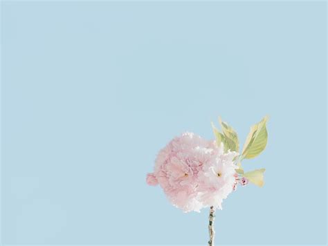 Minimalist Flower Desktop Wallpaper - Download, share or upload your ...