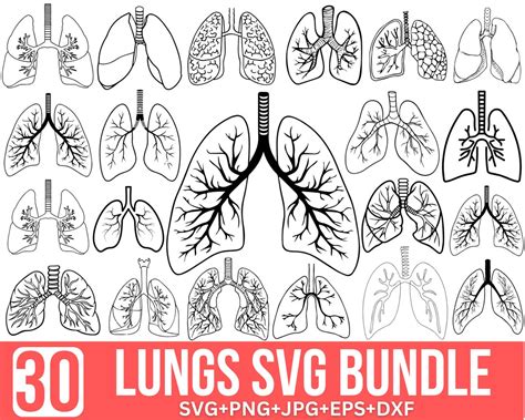 Lungs Svg Bundle Floral Lungs Svg Human Lung Svg Lungs Clipart Wild