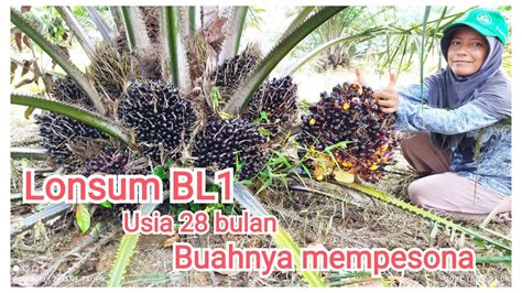 Kelapa Sawit Unggul Lonsum BL3 Usia 28 Bulan Performanya Luar Biasa