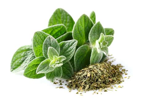how to pronounce oregano in english
