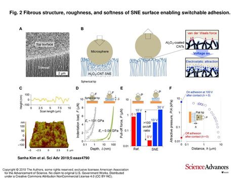 Fig Fibrous Structure Roughness And Softness Of Sne Surface