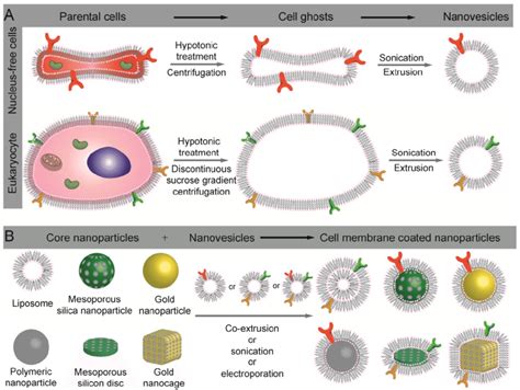 Schematic Illustration Of The Preparation Of Cell Membrane Coated