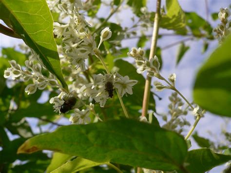Russian Vine, Treatment, South Wales | Zen Knotweed