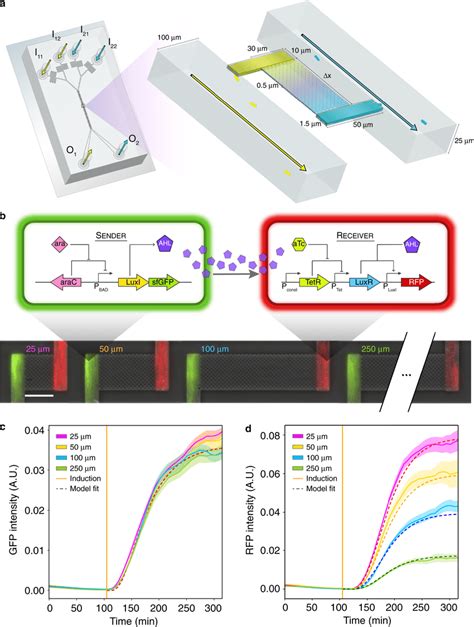 Design Of A Microfluidic Platform To Investigate The Role Of