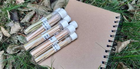 Winter precipitation is the major source of tree transpiration in