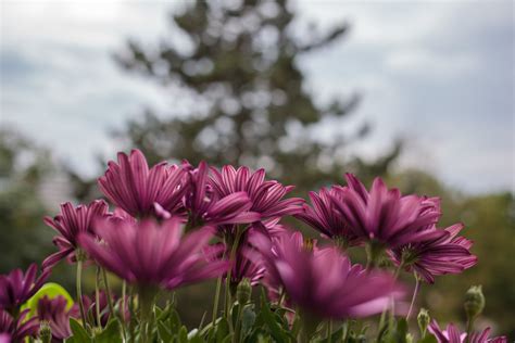 Purple Aster Flowers - Photo #7110 - motosha | Free Stock Photos